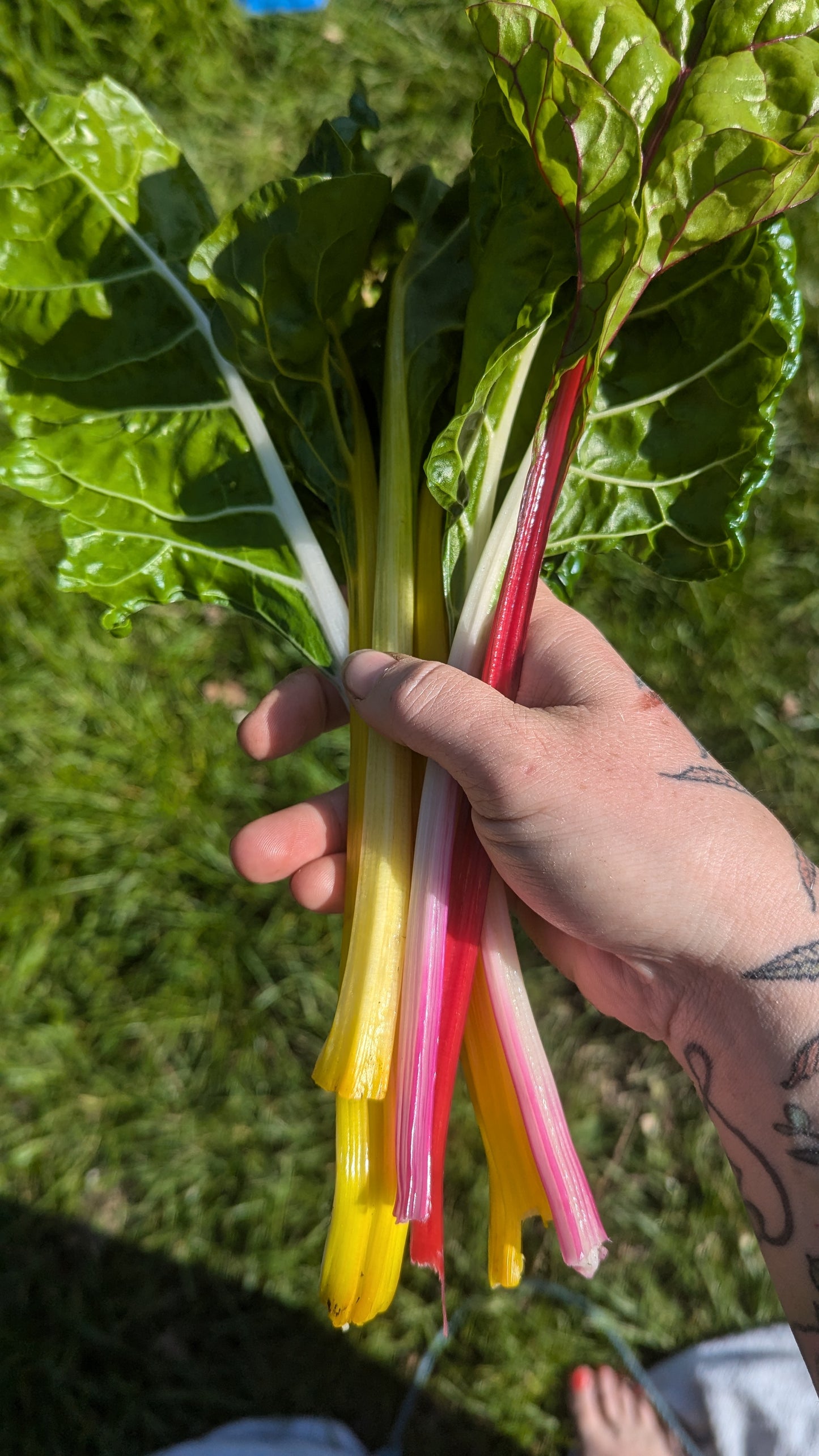 Organic Chard 150g
