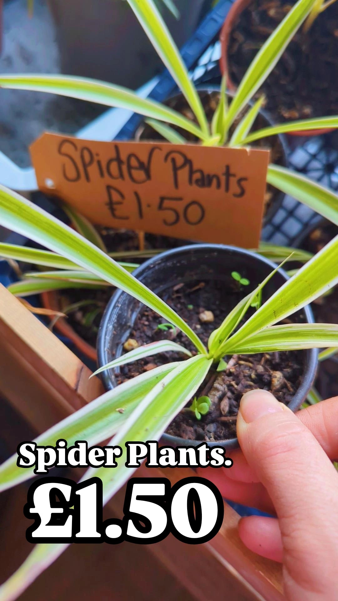 Spider Plants