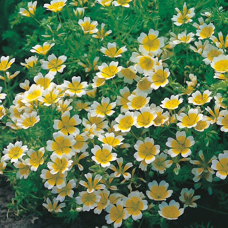 Poached Egg Flower baby