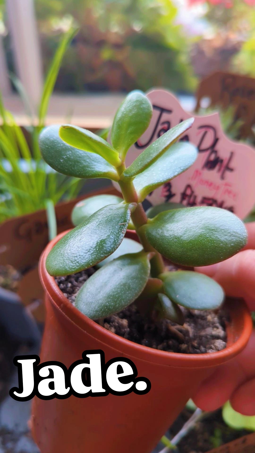 Jade Plant (Money Tree)