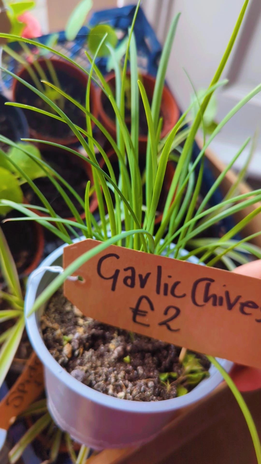Garlic Chives
