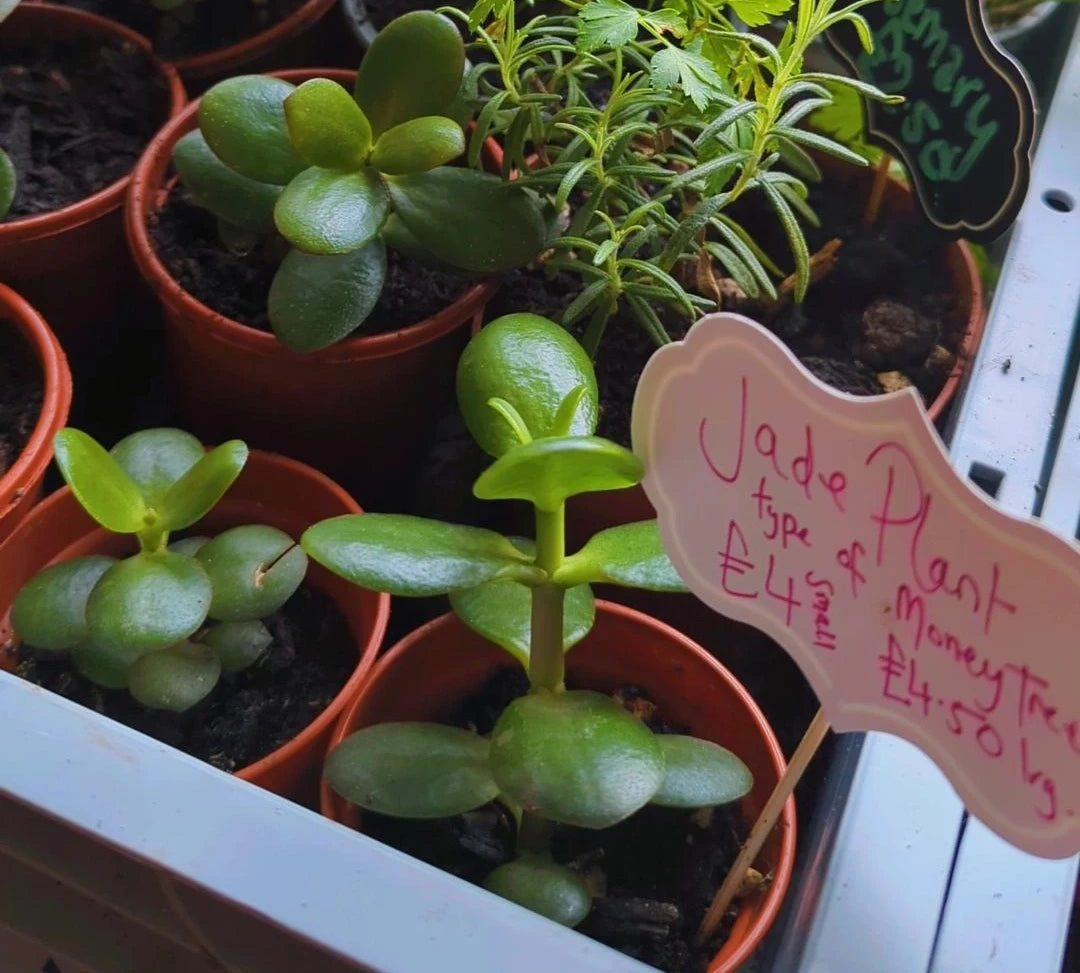 Jade Plant (Money Tree)