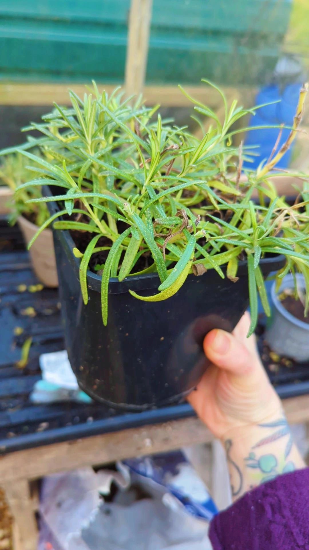 Rosemary potted plants