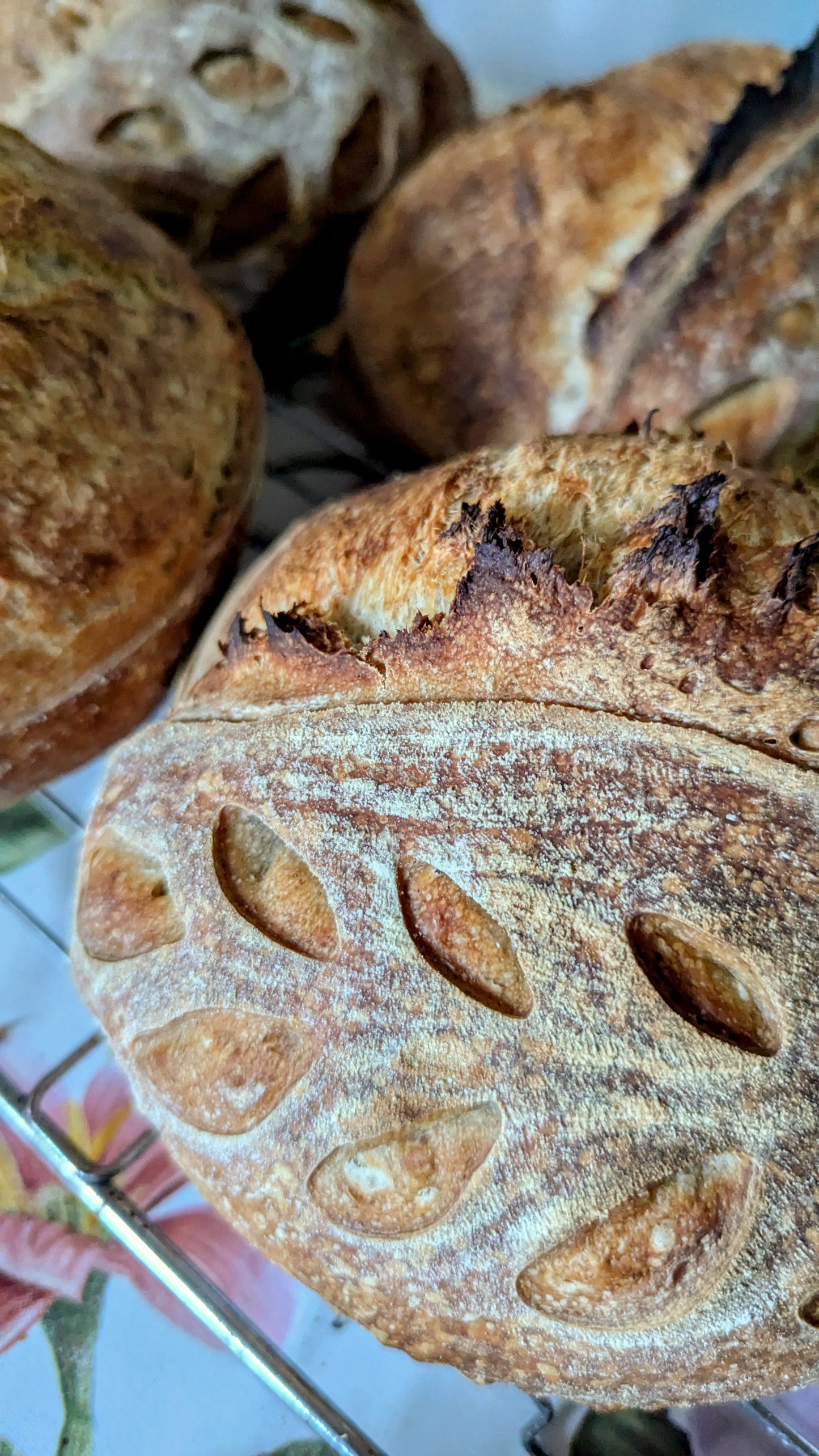 11/01 SAT Sourdough Loaf