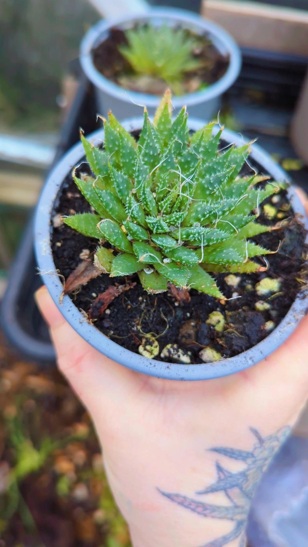 Organic Lace Aloe (aloe aristata)