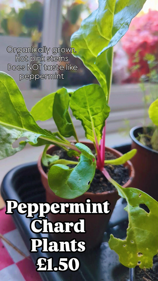 Peppermint Chard plant